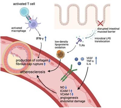 Atherosclerotic cardiovascular diseases in inflammatory bowel diseases: to the heart of the issue